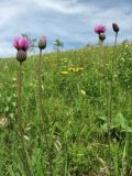 Cirsium pannonicum