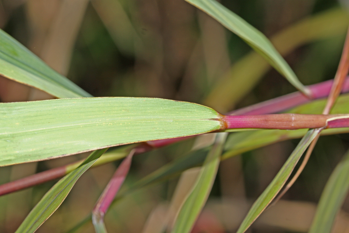 Image of Phragmites japonicus specimen.