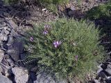 Astragalus pachyrrhizus. Цветущее растение. Южный Казахстан, хр. Боролдайтау, ущ. Кенузен. 29.04.2007.
