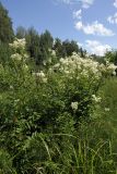 Filipendula ulmaria ssp. denudata