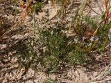 Limonium caspium. Цветущее и плодоносящее растение. Украина, Херсонская обл., Генический р-н, остров к югу от Геническа, западнее автотрассы. 15.08.2020.