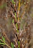 Oenothera rubricaulis. Часть побега с раскрывшимися плодами. Московская обл., окр. г. Железнодорожный, залежь. 11.10.2020.