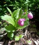 Cypripedium macranthos. Цветущее растение. Тверская обл., г. Тверь, Заволжский р-н, ботанический сад ТвГУ, в культуре. 1 июня 2019 г.