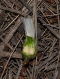 Lactuca tuberosa