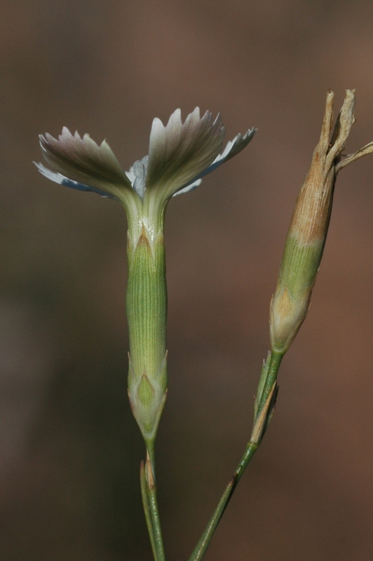 Изображение особи Dianthus ramosissimus.