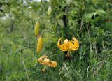 Lilium pumilum