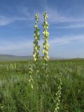 Aconitum barbatum