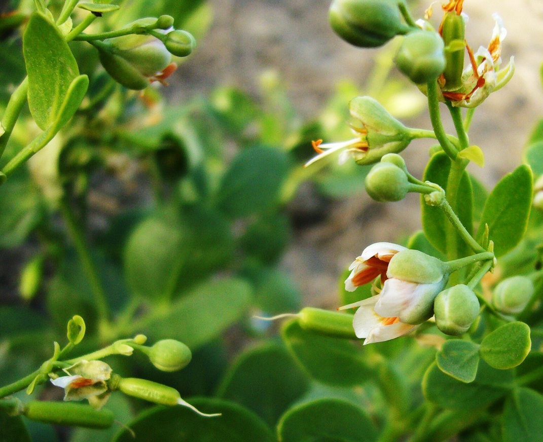 Изображение особи Zygophyllum oxianum.