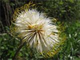 Tussilago farfara