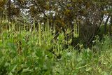 Erodium gruinum