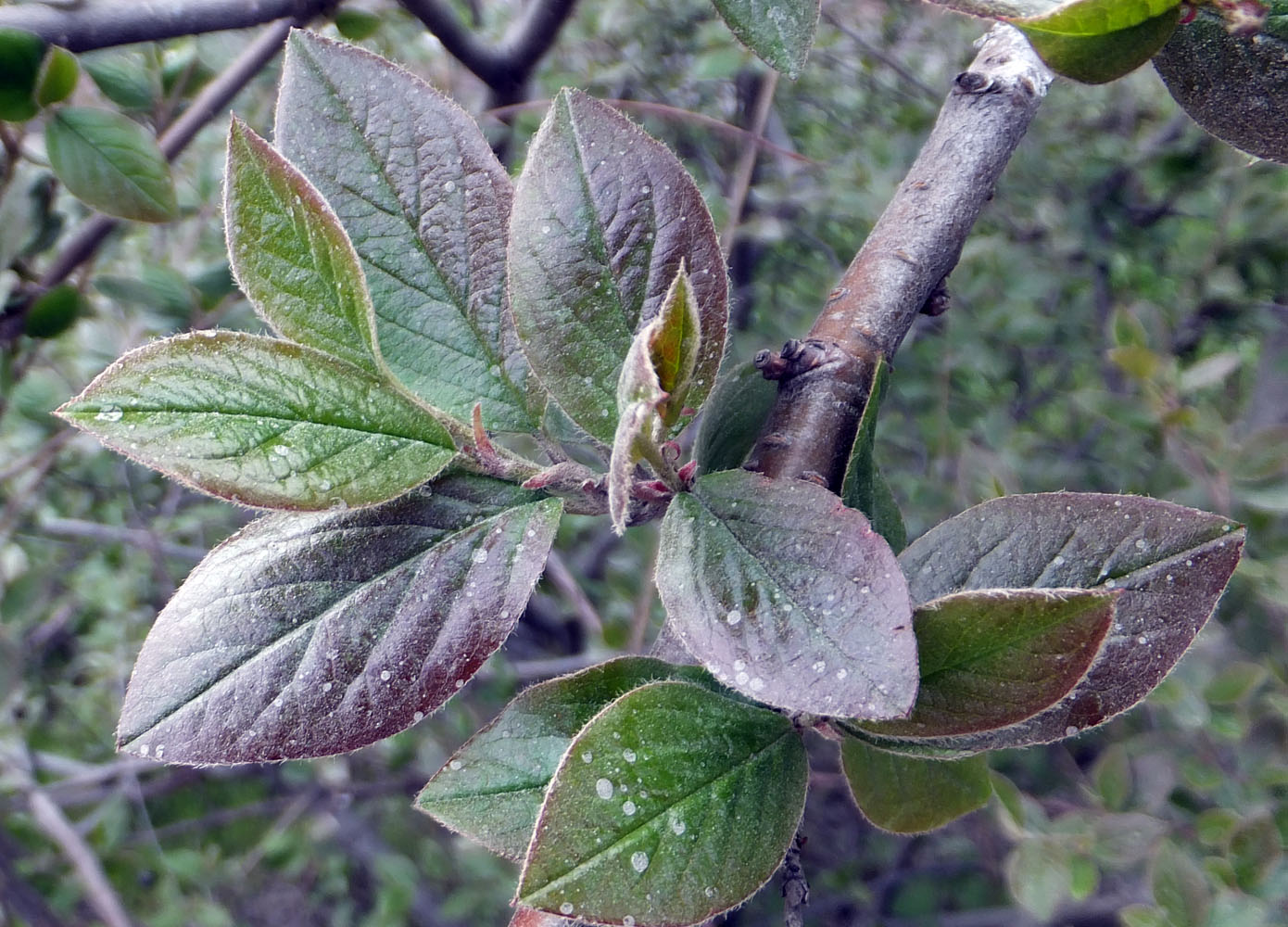 Изображение особи Cotoneaster lucidus.