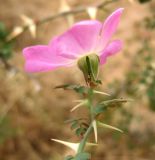 Rosa maracandica. Верхушка побега с цветком. Туркменистан, хр. Кугитанг. Июнь 2012 г.