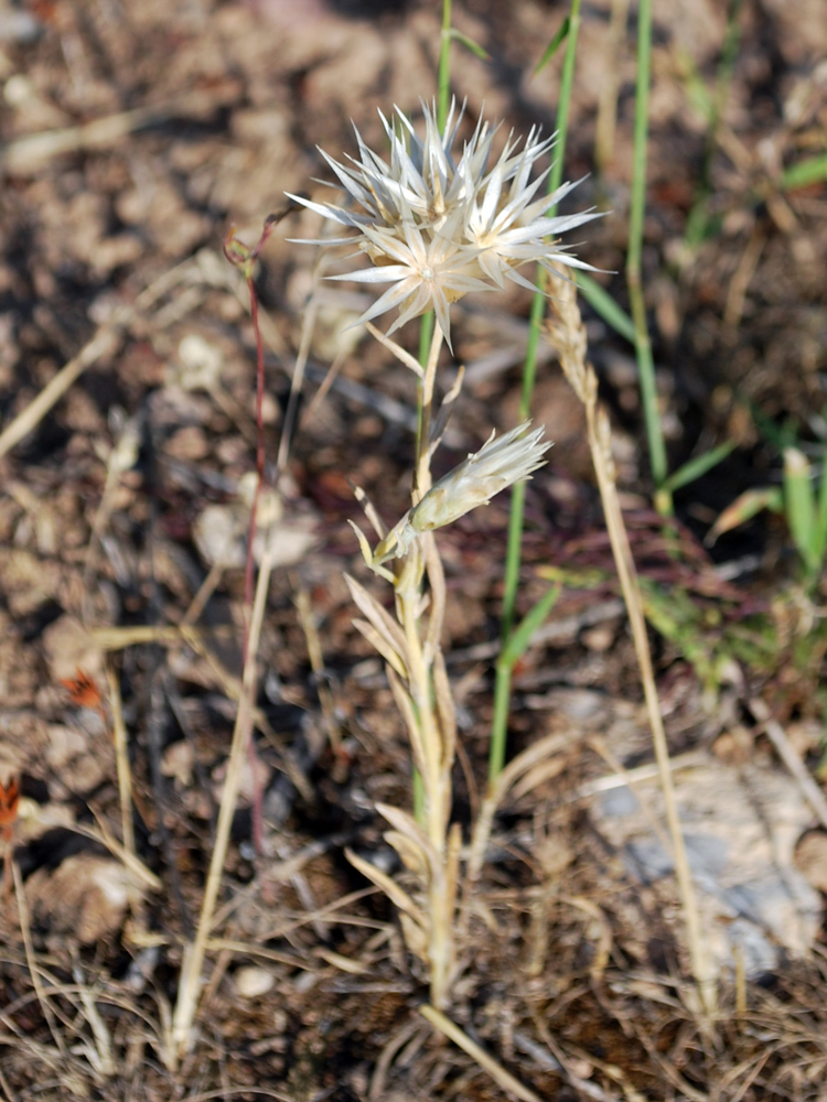 Изображение особи Chardinia orientalis.