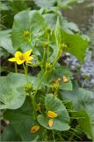 Caltha palustris