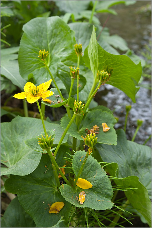 Изображение особи Caltha palustris.