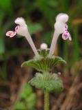 Lamium amplexicaule