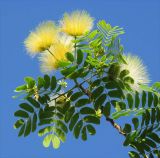 Albizia lebbeck