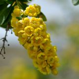 Berberis iberica