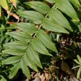 Polemonium разновидность himalayanum