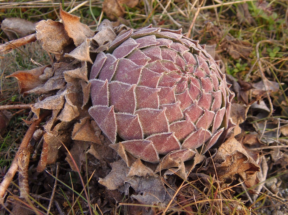 Изображение особи Sempervivum ruthenicum.