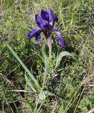 Iris glaucescens