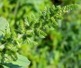 Amaranthus hybridus. Соцветие. Республика Абхазия, Новый Афон, возле ж.-д. полотна. Август 2014 г.