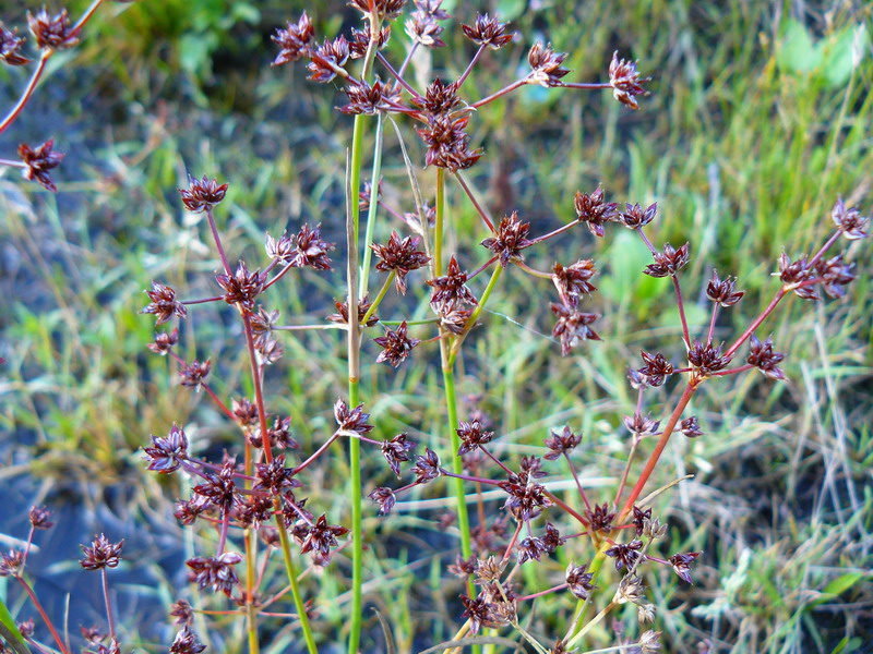 Изображение особи Juncus articulatus.