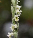 Spiranthes spiralis