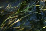 Sagittaria sagittifolia. Подводные листья. Белгородская обл., окр. пос. Борисовка, р. Ворскла. 29.06.2009.