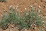 Astragalus ucrainicus. Цветущее и плодоносящее растение. Западный Крым, южный берег оз. Кызыл-Яр. 18 мая 2015 г.