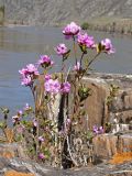 Rhododendron ledebourii