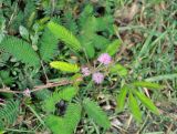 Mimosa pudica. Верхушка побега с соцветиями. Андаманские острова, остров Хейвлок, у дороги. 31.12.2014.