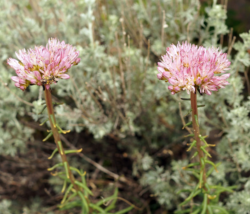 Изображение особи Pseudosedum longidentatum.