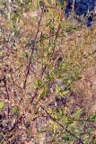 Artemisia vulgaris