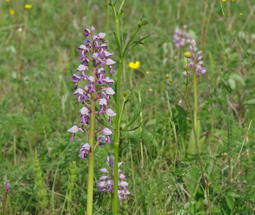 Изображение особи Orchis militaris.