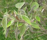 Broussonetia papyrifera. Молодые побеги с соцветиями. Грузия, г. Тбилиси, Центральный ботанический сад АН Грузии. 23.04.2017.