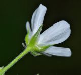 Eremogone juncea