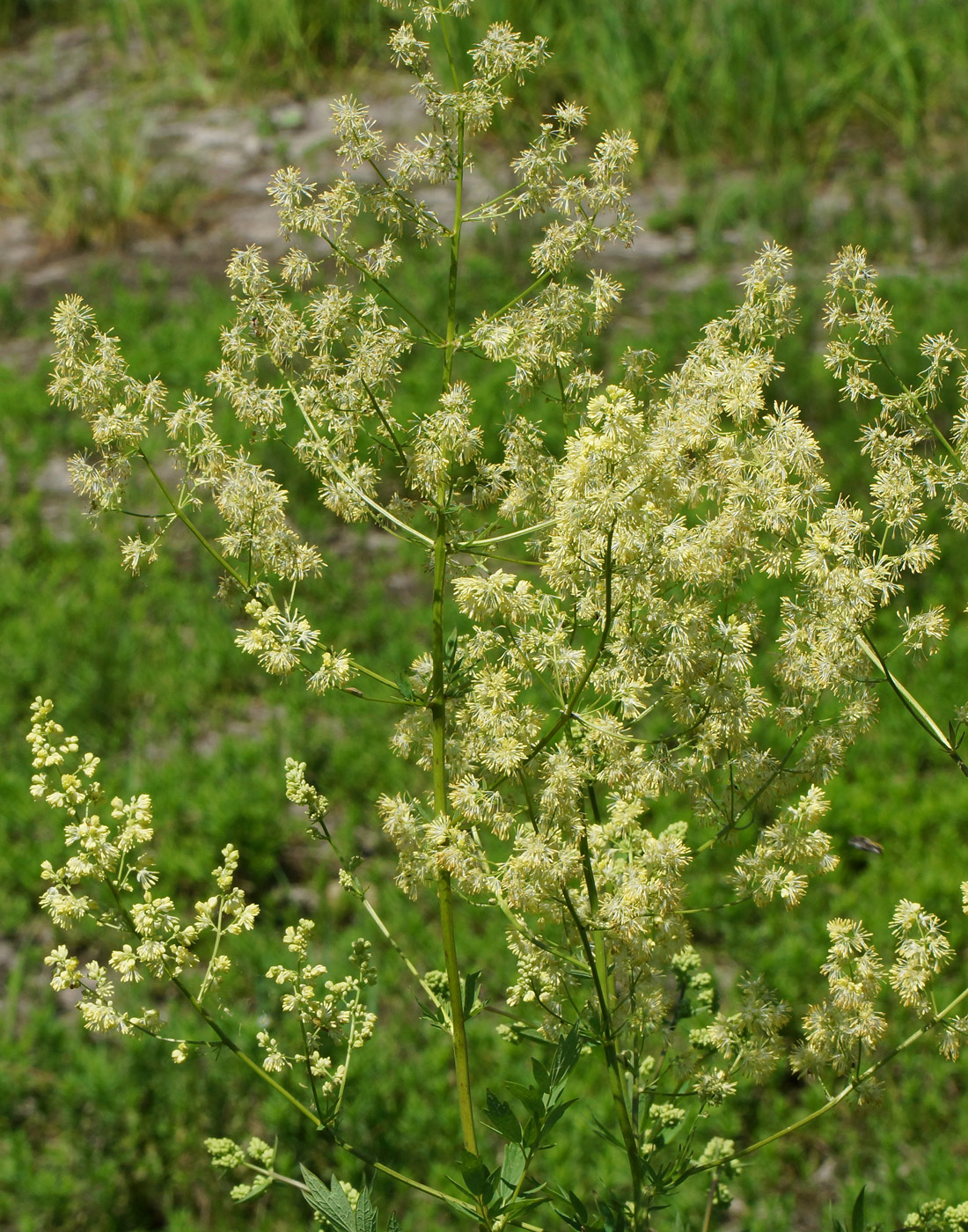 Изображение особи Thalictrum flavum.