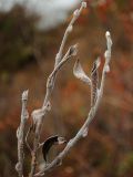 Salix glauca. Годовалые побеги с остатками прошлогодних листьев. Мурманская обл., Североморский р-н, губа Грязная, пойменный березняк. 07.05.2010.