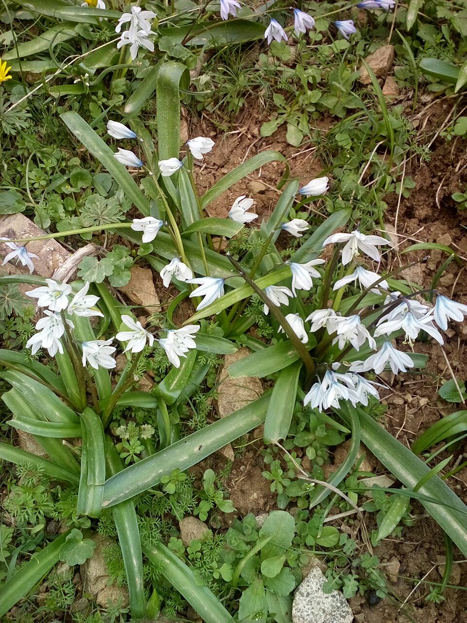 Изображение особи Scilla mischtschenkoana.