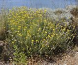 Helichrysum stoechas ssp. barrelieri