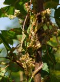 Cuscuta lupuliformis