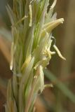 Ammophila arenaria подвид arundinacea