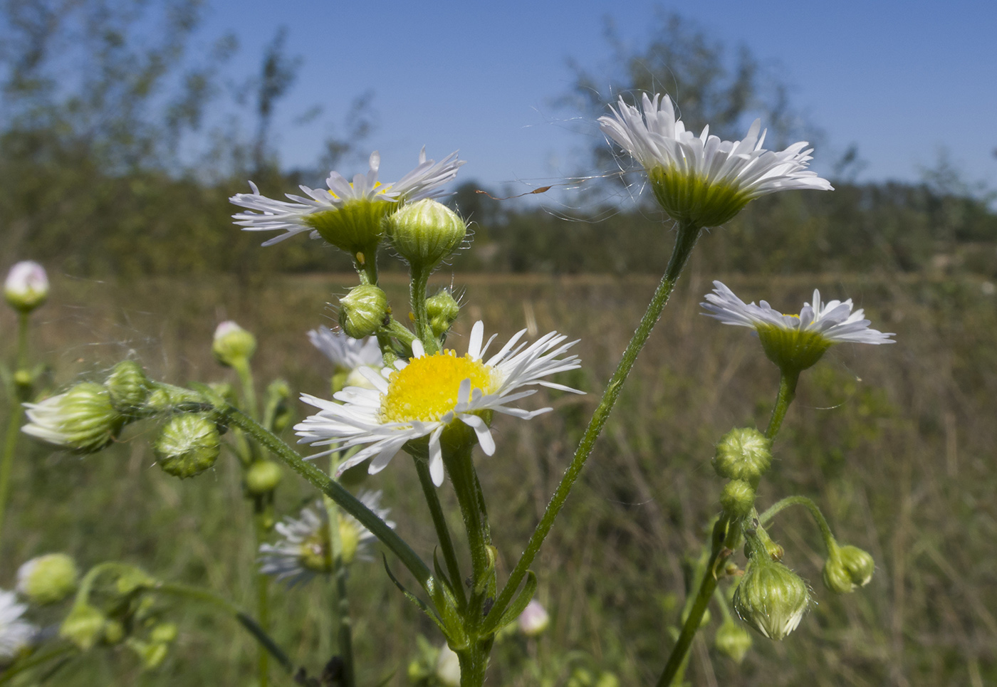 Изображение особи Erigeron annuus.