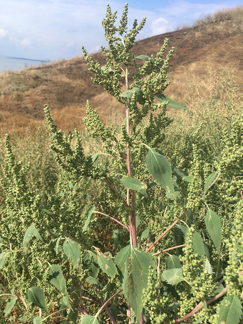 Изображение особи Cyclachaena xanthiifolia.