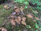 Polypodium vulgare