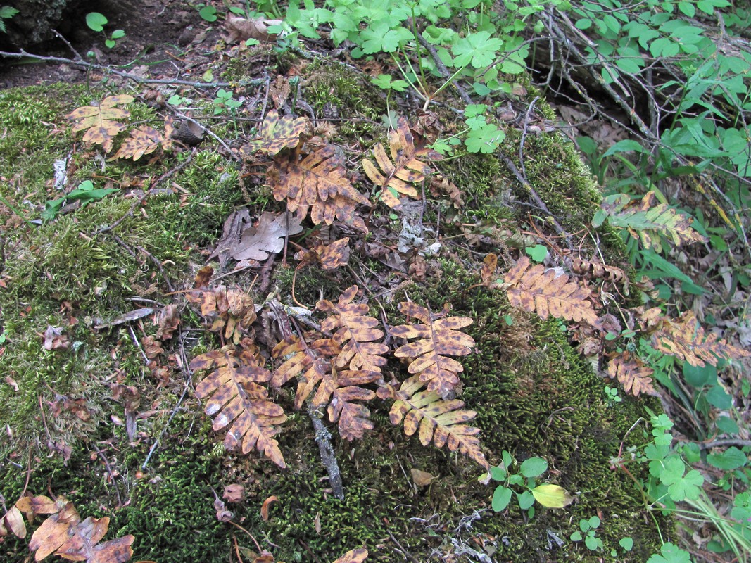 Изображение особи Polypodium vulgare.