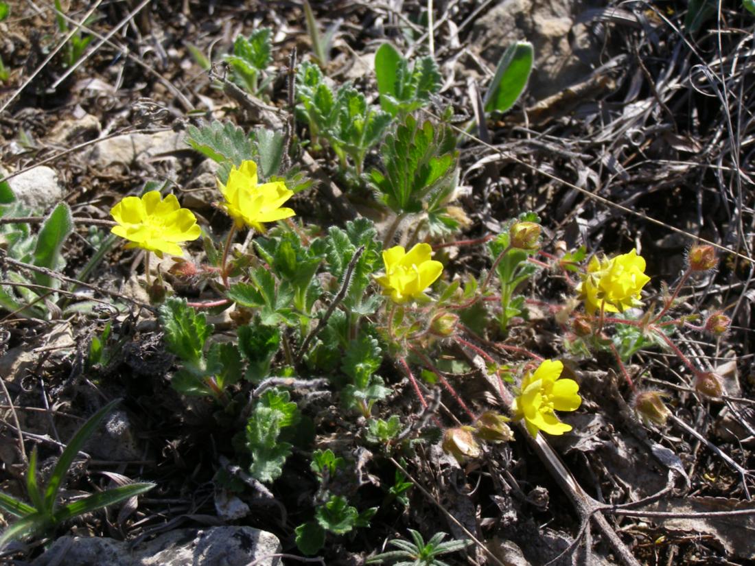 Изображение особи Potentilla depressa.