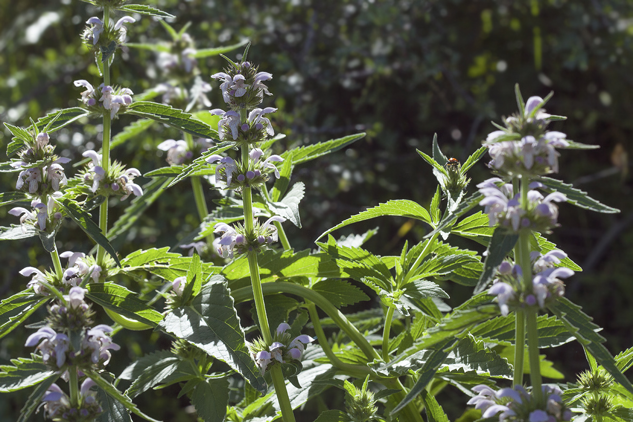 Изображение особи Stachyopsis oblongata.