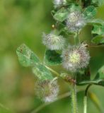 Trifolium globosum. Часть побега с соплодиями. Республика Кипр, Троодос (Τρόοδος), окр. с. Хандрия (Χανδριά), 1250 м н.у.м., обочина дороги. 30.04.2019.